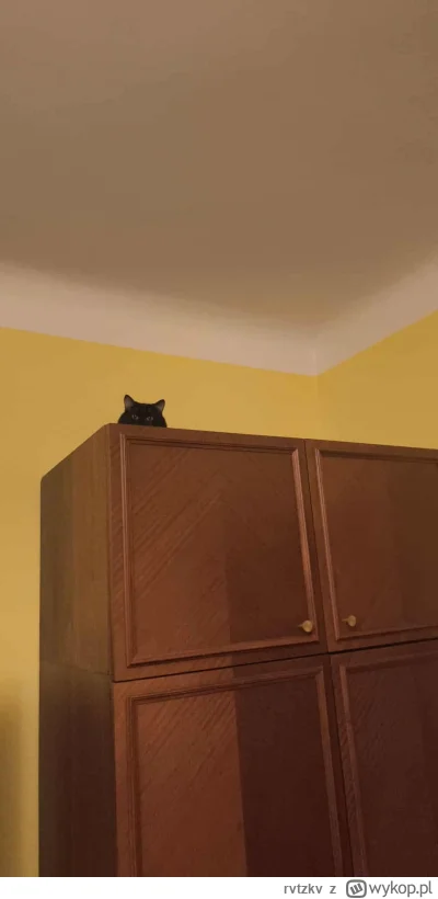 rvtzkv - Czesio was obserwuje, uważajcie co postujecie #pokazkota