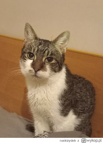 ruskizydek - Cup
#koty #pokazkota #cup