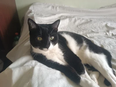 h.....g - Milka narobiła moresu a teraz zgrywa niewiniątko 

#pokazkota #koty #kot