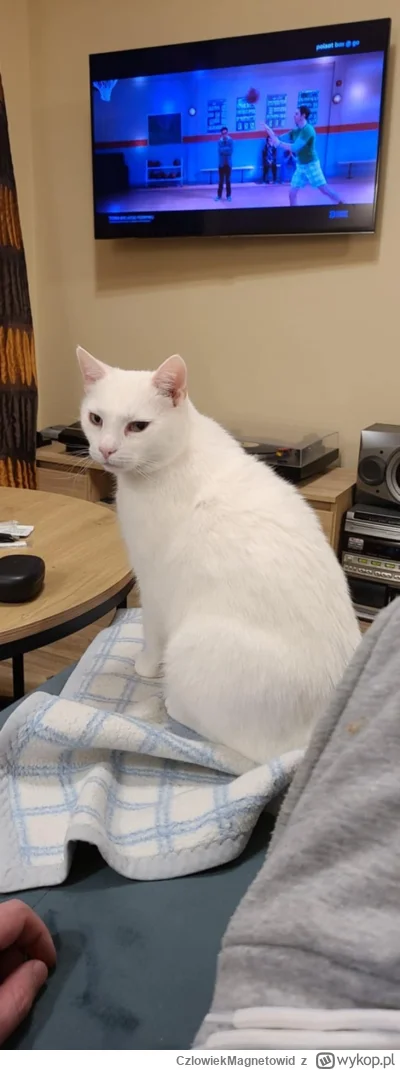 CzlowiekMagnetowid - Biała pantera, pogromca, zwycięzca, bohater
#koty #pokazkota