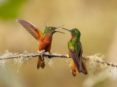 Lifelike - Amorek ognisty (Boissonneaua matthewsii)
Autorka
#photoexplorer #fotografi...