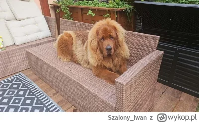 Szalony_Iwan - @simpiara Aro ( ͡° ͜ʖ ͡°) 8 miesiecy ma.