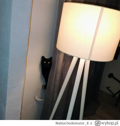 Nabuchodonozor_II - Kropka za firanką....
#koty #pokazkota #codzienniespmamujewykopko...