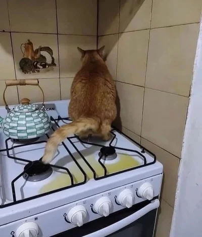 paczelok - Czy to nie wspaniałe ze koty pomagają w gotowaniu ? #paczekot