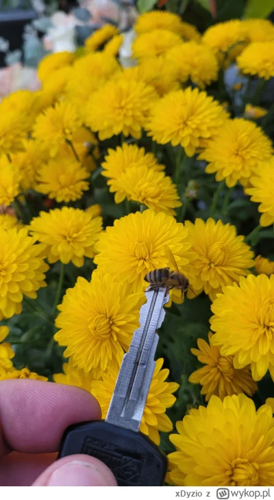 xDyzio - Uratowałem dziś pszczółkę i sprawiło mi to dużo radości