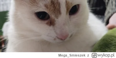 Mega_Smieszek - Czy wasze kotki są typu prześlicznego? ᶘᵒᴥᵒᶅ

#koty #pokazkota