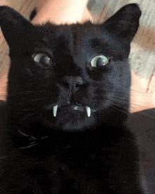 biszkoptowypiesobronny - #smiesznekotki