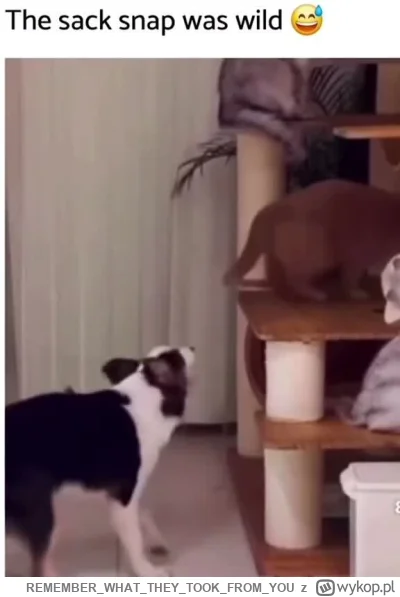 REMEMBERWHATTHEYTOOKFROM_YOU - #smiesznekotki #smiesznypiesek #wtf #heheszki