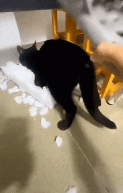 wfyokyga - Niegrzeczna kocica