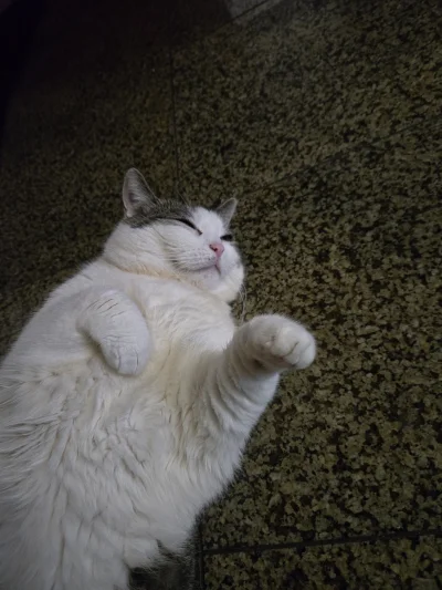 Solsith - @cutecatboy: tylko 5 kilo( ͡° ͜ʖ ͡°)