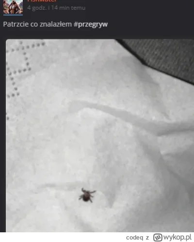 codeq - takiego mi pimpek niedawno do łóżka sprowadził na noc nielegalnie
rano przy t...