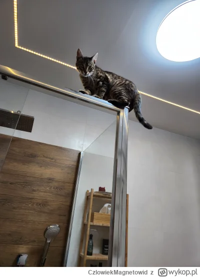 CzlowiekMagnetowid - Ja pierdziele. Tego jeszcze nie grali. 
#koty #pokazkota