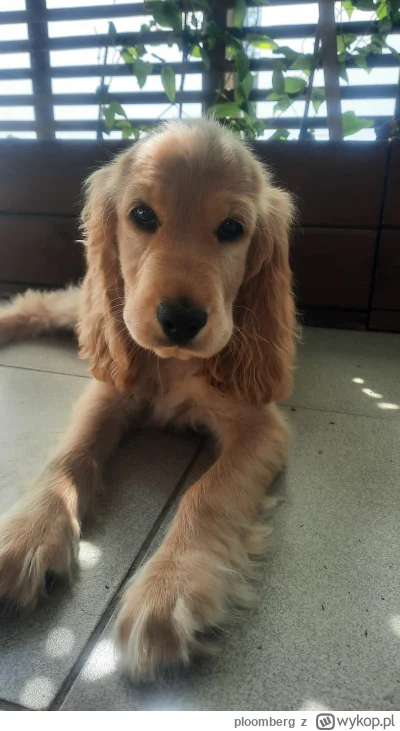 ploomberg - Jak postanowiłem, tak zrobiłem. Poznajcie Lunę i niech się zdrowo chowa :...