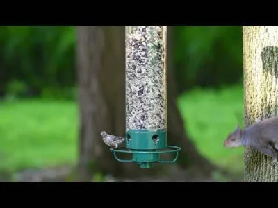 biskup2k - Produkują karmniki które są odporne na wiewiórki.