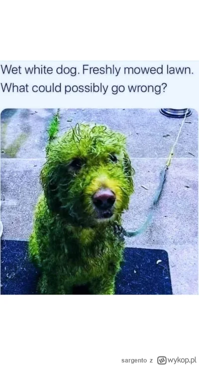 sargento - #heheszki #smiesznypiesek