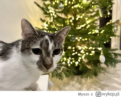 Myszo - @paulina-maciazek