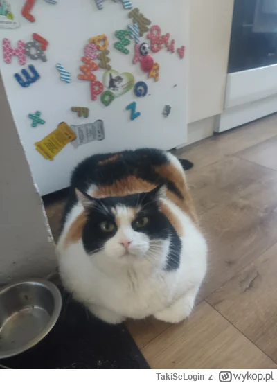 TakiSeLogin - #pokazkota #koty
Czy ta foka może plusa
(Tylko proszę nie obrażać, dobr...