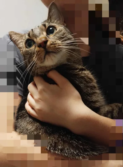 PannaBezSpiny - #kotbobek #pokazkota #koty 

Model ☺️