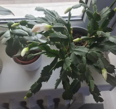 kolorowy_monochrom - Szybko ten grudnik kwitnie w tym roku w porównaniu do poprzednic...