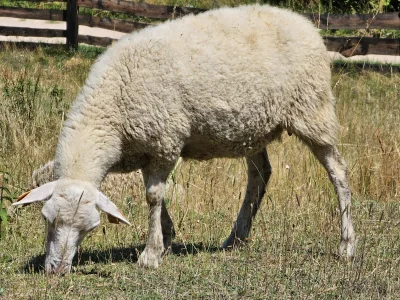 d.....a - #przegryw #spierdotrip #owce
Owieczka typu futerkowa (odmiana jedząca).