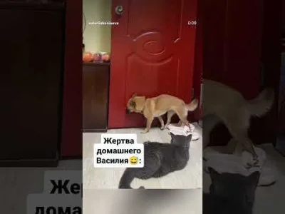 labubu_content - #psiarze to agresywne g---o do łapania szczurów wymięka przy kotach,...