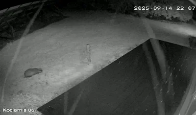 bialy100k - >Testujo chopy borsuka

@murison: U mnie borsuk koło paneli PV łaził :)  ...