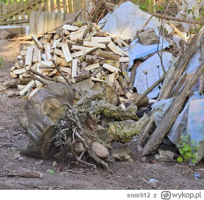 snorli12 - @Paragon_Shepard: Ja dziś ściąłem 2 topole bo były suche i porabalem
