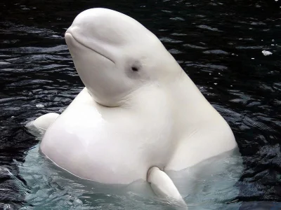 ERNEST1444 - @jazzu: