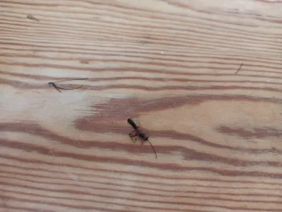 jakubeskulap - Co to za potwór? 
#robaki  #chrabąszc #zwierzeta