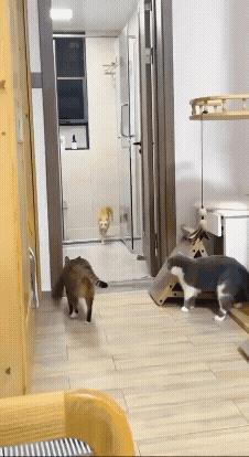 jestemtakizmeczony - #smiesznekotki 🧵

#gifyzkotkami #smiesznekoty #gifyzkotami