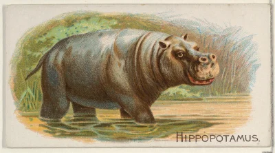 Loskamilos1 - Karta numer 28, tym razem hipcio.

#necrobook #hipopotamy