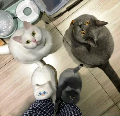 Badmadafakaa - #smiesznypiesek