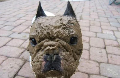 RasowyAfroamerykanin - #psiarze słodziak chciałby się tylko przywitać 
 #psy #smieszn...