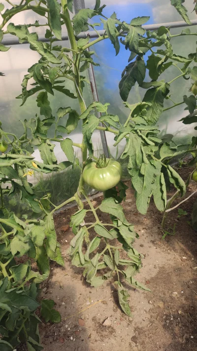 K-S- - Jak tam u was tegoroczne pomidory?

U mnie masakra, zasadziłem je później by n...