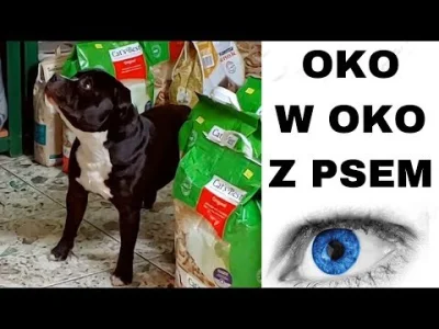 debug - #staffordshirebullterier #psy #zwierzaczki Fajny materiał o staffikach, bez s...