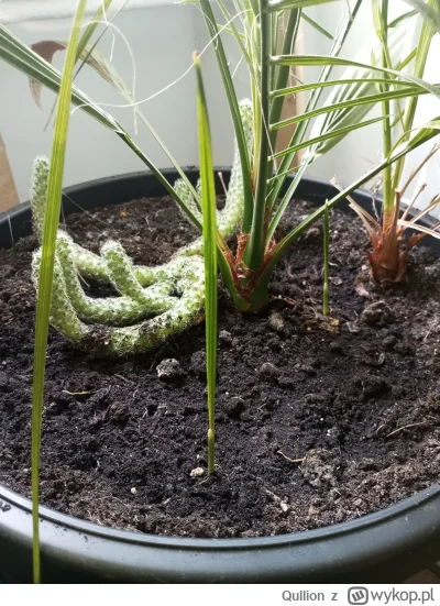 Qullion - Palmy daktylowe kiełkują #ogrodnictwo