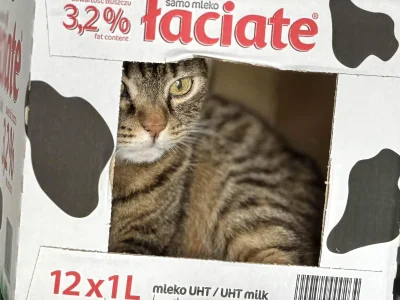 fuurin - to tylko mleko

#pokazkota