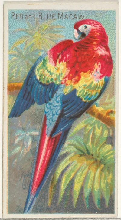 Loskamilos1 - Piękna papużka, ara czerwona, mieszkanka obu Ameryk, ale głównie jest o...