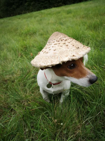 Rad-X - Przed Państwem slynny raper, Kania Pies
#kanyewest #pieseczkizprzypadku #psy ...