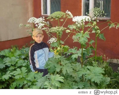 enten - Mój syn w tym roku zajął się zazielenieniem osiedlowych rabat. Jestem z niego...