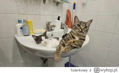 Talarkowy - #pokazkota Człowiek pójdzie sobie posiedzieć na porcelanie. Chciałby posi...