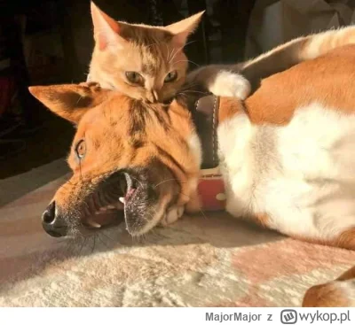 MajorMajor - CHAPS        #kitku #koty #smiesznekotki