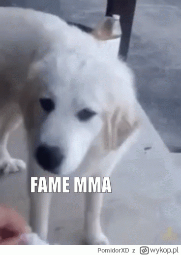 PomidorXD - #famemma