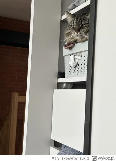 Malyskowyrnyzuk - #pokazkota #koty #codziennapheuka #atencyjnykot  
Dawno jej tu nie ...