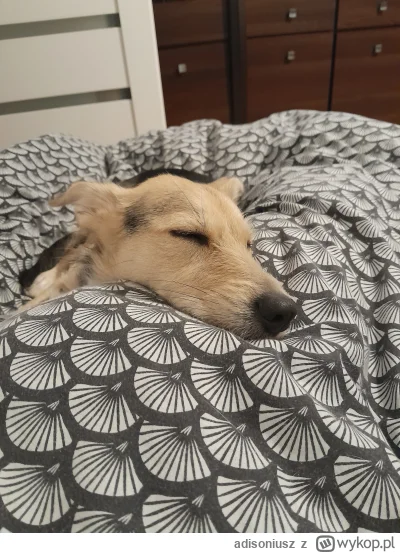 adisoniusz - Jaki to jest słodziak kochany...
#pokazpsa