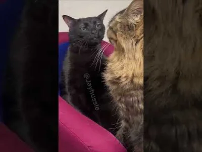 Vergory - They are the same picture...
https://youtube.com/shorts/_JqNexdpRoU