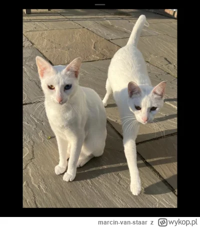 marcin-van-staar - @yawa: zawsze plus za bialego kota, do niedawna mialem dwa.