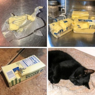 Gienek-Kielbasa - Koty liżą masło
#swiatwedlugludwiczka