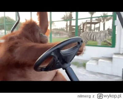 nilmerg - nie może zabraknąć chillującego orangutana za kółkiem