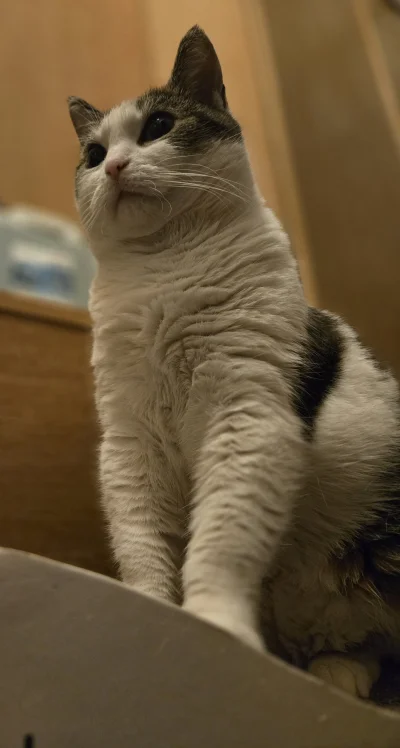 Solsith - @vateras131: tylko udaje ( ͡° ͜ʖ ͡°)